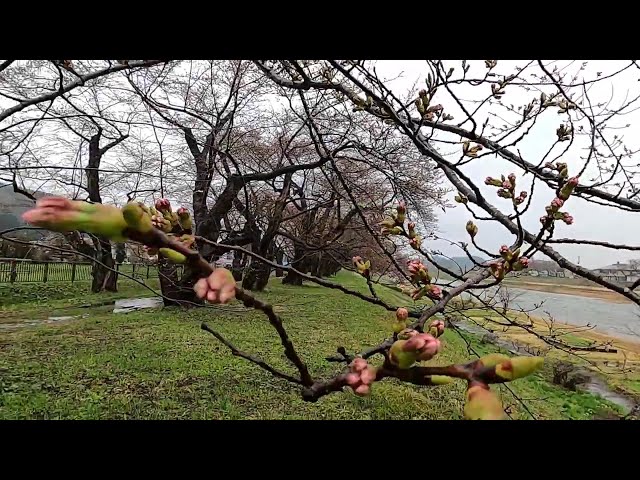 2025 [Kakunodate Cherry Blossoms] Blooming Status April 18th