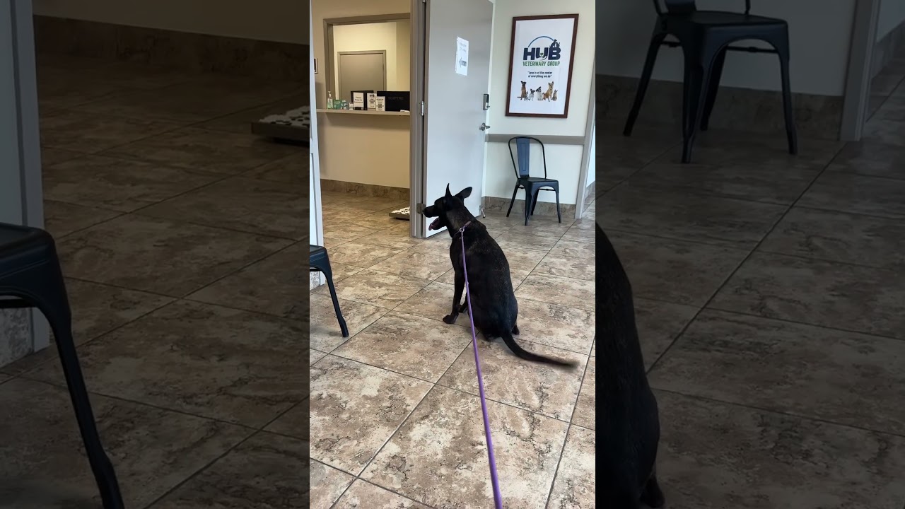 Rayna, an adopted mixed breed in Chattanooga , TN video 6/6