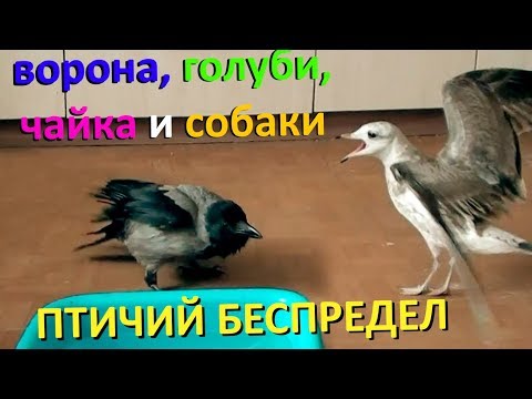 ПТИЧИЙ БЕСПРЕДЕЛ! (ворона, голуби, чайка и собака делят еду)