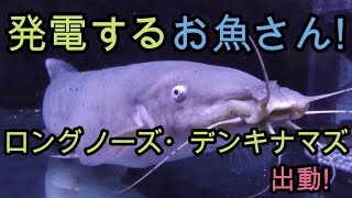 激カワ!!!　いただいたロングノーズ・デンキナマズをさっそく撮ってみた!【熱帯魚,観賞魚,大型魚,アクアリウム】