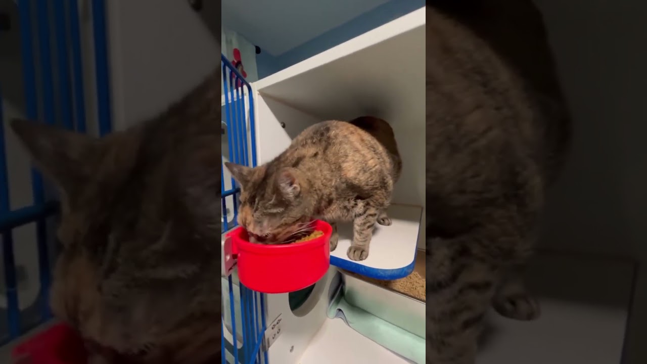 Enlarge Lola, a Adoptable Domestic Short Hair in Oyster Bay, NY video 4/4