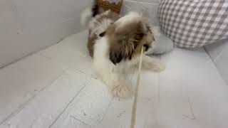 シーズーの動画02