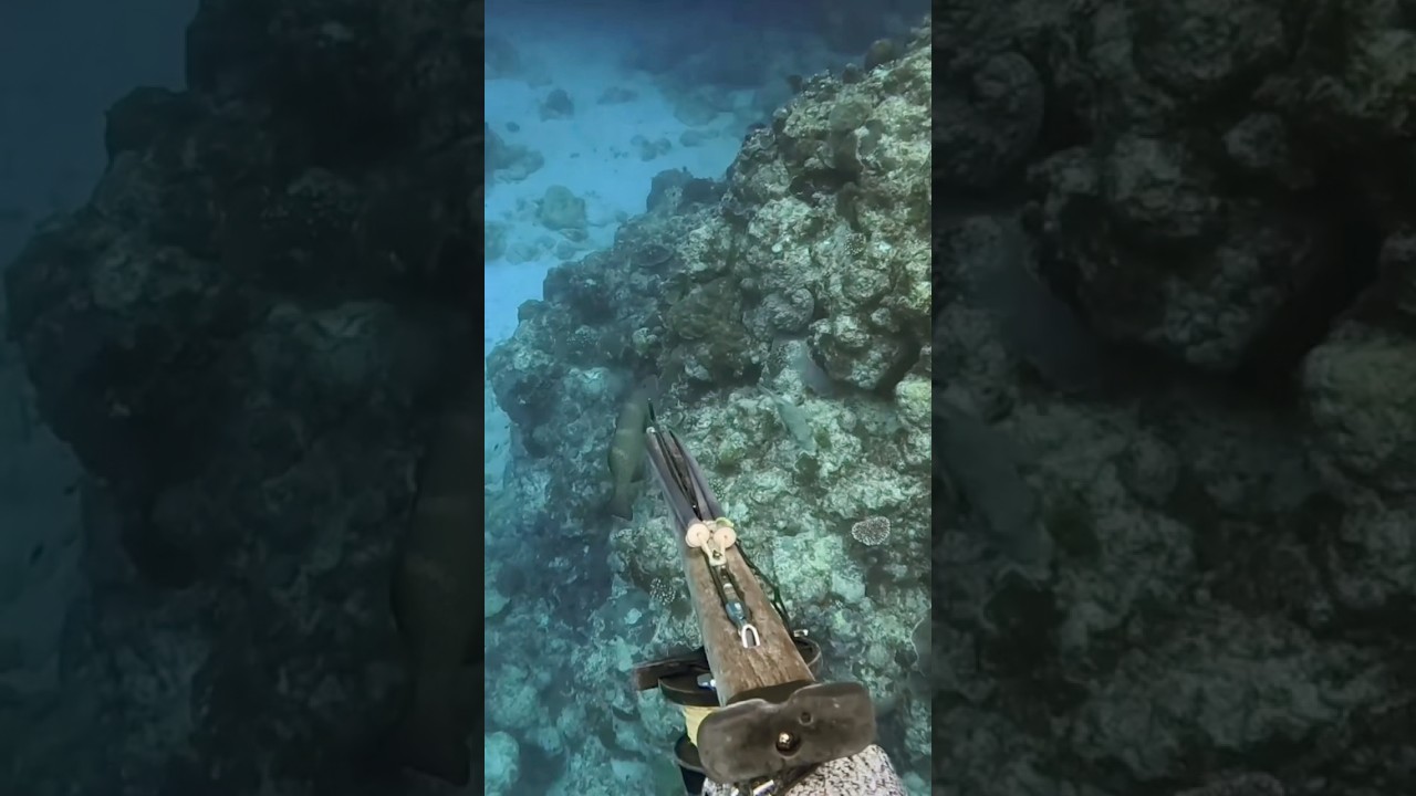 Blacksaddled coralgrouper | コクハンアラ🐟 #spearfishing #漁師