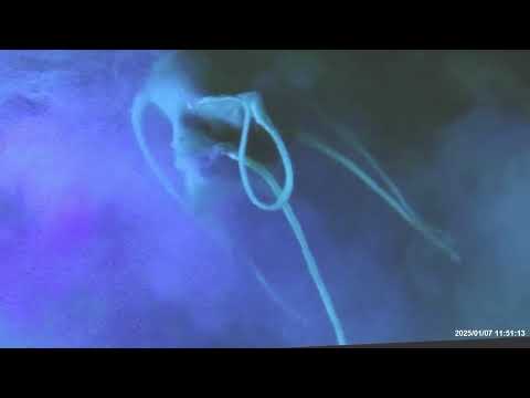 Dogora, the Space Monster appears in Fukuoka 2