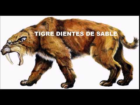 SONIDO DE TIGRE