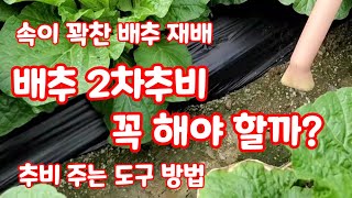 배추 2차추비 주는 방법 도구 등 짧은영상으로 [배추재배방법]