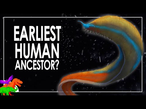 ピカイア – 最初の脊椎動物?それともカンブリア紀の変わり者のいとこ？ |恐竜の説明