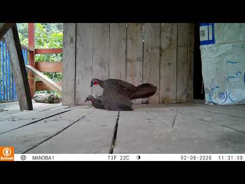 AVES DE PAJARITO, BOYACÁ: Penelope argyrotis