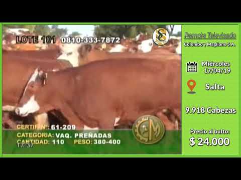 17-04-19 - Venta de Vientres - Remate Televisado de Colombo y Magliano S.A. - Salta