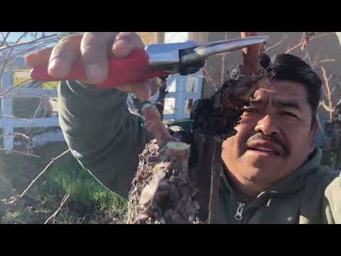 Head Trained wine grape pruning Pedro Diego