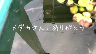 狭い庭でメダカを飼ってみた【1】