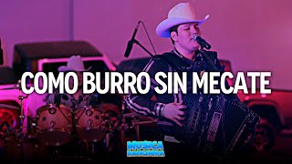 Como Burro Sin Mecate 💜 Edicion Especial 💜LETRA/LYRICS💜