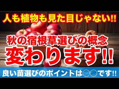 特別な色と花の形をしたチューリップ 植物