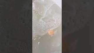 Download lagu How to use Bath Bombs 🌹✨ mp3 Download lagu How to use Bath Bombs 🌹✨ mp3