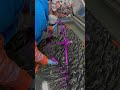 Hydro Dipping Bicycle #satisfying #custom