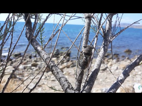 Крым. Подготовка к отъезду. Шайба дальнобойщика