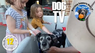 Dog Daycare TV: Entertainment for Dogs 🐶 Videos For Dogs to Watch to Prevent Boredom & Anti Anxiety