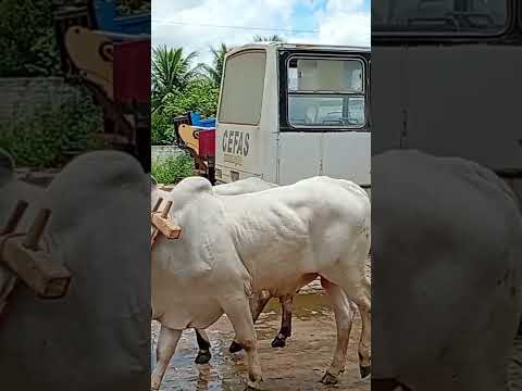 CARREATA de GUAJERU #carreatadeguajeru #guajeru #prefeituradeguajeru