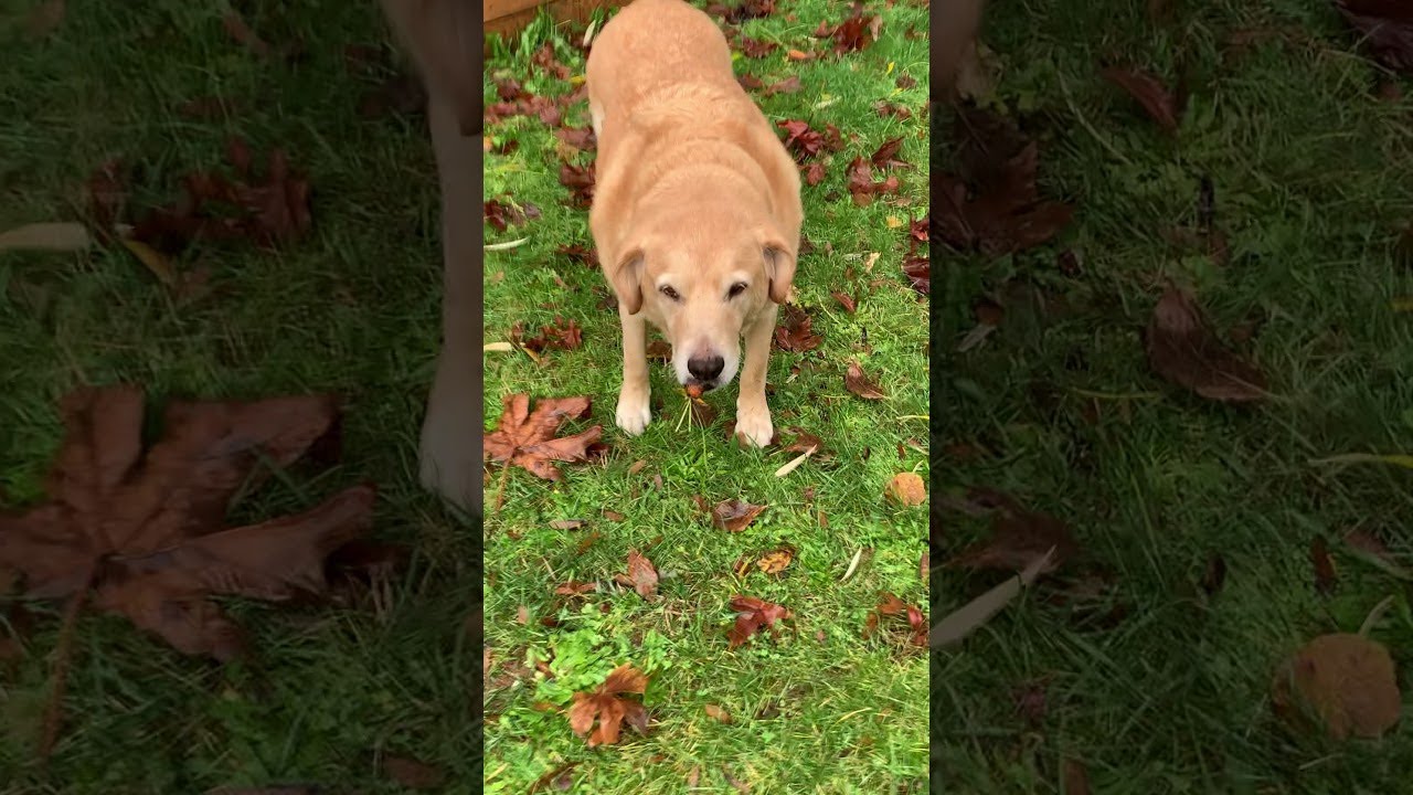 YouTube video preview