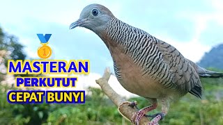 Download lagu Suara Burung Perkutut Gacor Fighter Masteran Paling Ampuh mp3 Download lagu Suara Burung Perkutut Gacor Fighter Masteran Paling Ampuh mp3