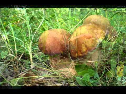 JADZIA I GRZYBKI...Iwcia..Anonim....