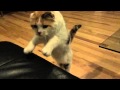 Cute Scottish Folded Ear Cat JUMPS Onto Couch In Slow Motion 240 Fps Iphone 6 HD