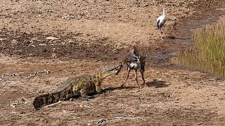 Gnu é atacado por crocodilo fora d'água em registro impressionante!!!