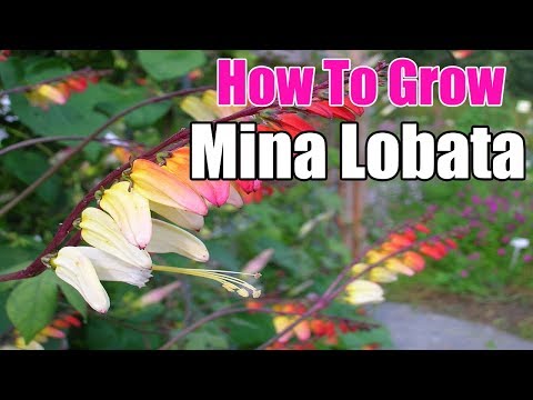 , title : 'How To Grow Mina Lobata | Gardening Story'