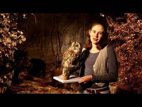 Heimische Arten: Tiere im Winter - Teil 3