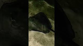 Download lagu Stingray floating #shorts #beach #marinelife #stingray #maldives 🇲🇻🇲🇻 mp3