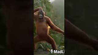 Download lagu Coki Coki Cokelat Asli- Gorila Joget😂😂😂 mp3 Download lagu Coki Coki Cokelat Asli- Gorila Joget😂😂😂 mp3