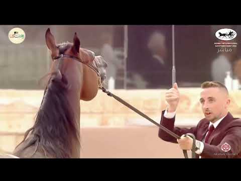 N 232 SH SARAB   Kuwait International Egyptian Event 2022   Stallions 4 6 Years Old Class 9