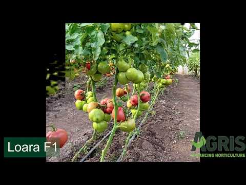 Loara F1 - Cultura de tomate roz în jud. Galați, Matca, la domnul Rata Mihai