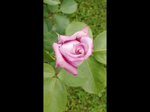 Tomislav Bralić i klapa Intrade  - Cviće