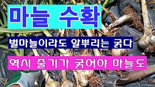 [텃밭농부 1,488]  마늘수확. "벌마늘"이라도 알뿌리는 굵다. 줄기가 굵으면 알뿌리도? #마늘재배