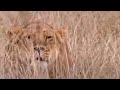 A Lioness And Her Pride Go On A Textbook Wildebeest Hunt BBC Studios