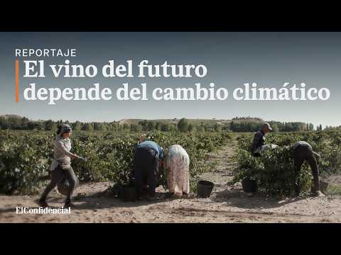 ¿Por qué la VENDIMIA ya NO es en SEPTIEMBRE?