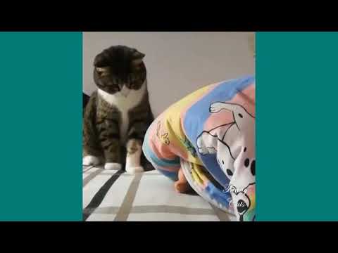 Funny cats 😜😜😜