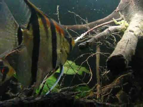 Tarło Pterophyllum scalare