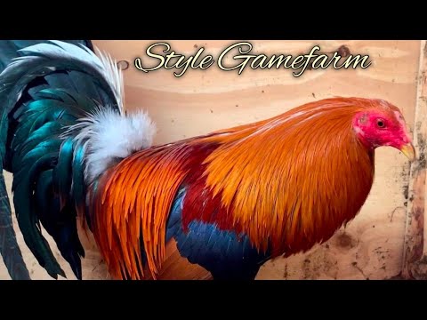 McLean hatch Sweater Kelso - STYLE FARM