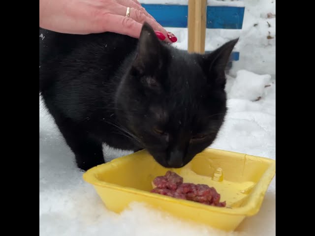 Сотрудница «Челнинских известий» кормит бездомных кошек