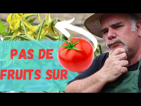 , title : 'Pourquoi Vos Fleurs de Tomates Ne Produisent Pas de Fruits, 5 Raisons Surprenantes?'