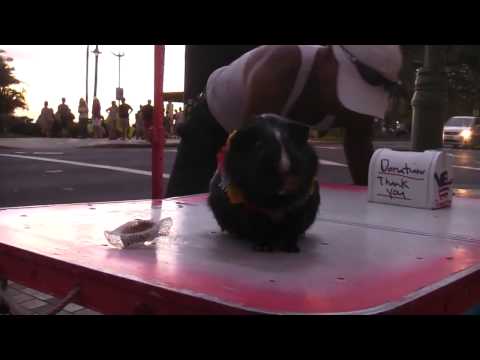 Cazare Venus - Cazat.ro