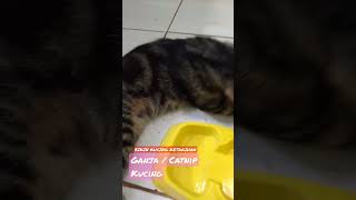Download lagu MABUK, Bikin kucing ketagihan  #kucinglucu mp3