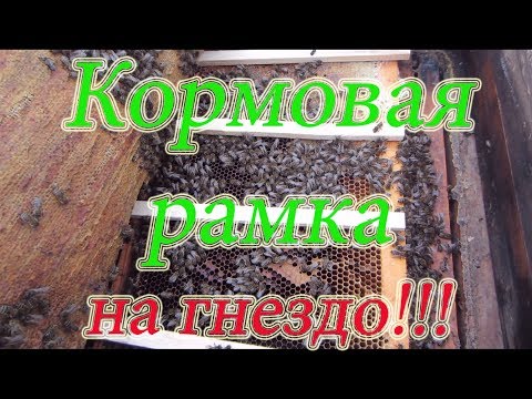 КОРМИТЬ ИЛИ НЕ КОРМИТЬ ПЧЁЛ ДО ОБЛЁТА РАМКОЙ МЁДА СВЕРХУ НА КЛУБ???🔥🔥🔥