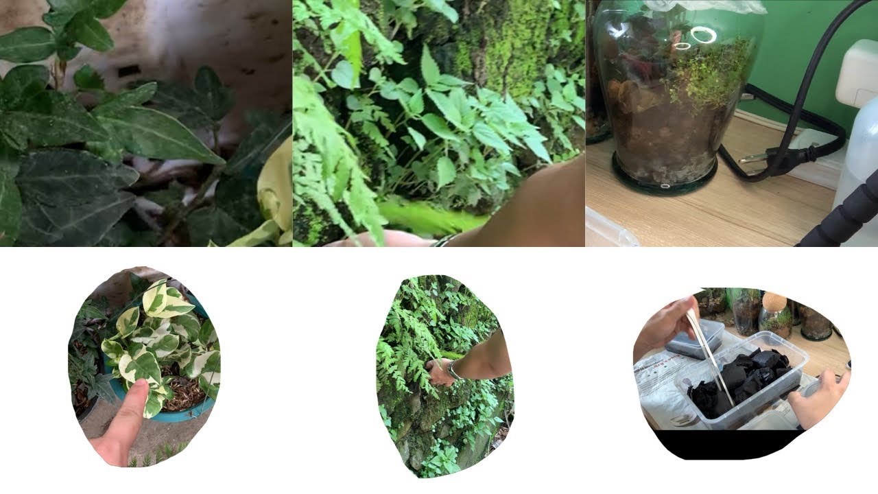 Gathering Materials for the Terrariums: A Day in the Life and Other Hauls
