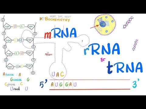 RNA (mRNA, tRNA, rRNA) & Genetic Mutations | Molecular Biology 🧬