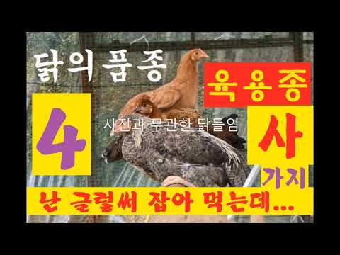 , title : '닭의 품종, 고기용 닭 종류, 맛 있는꼬꼬닭'