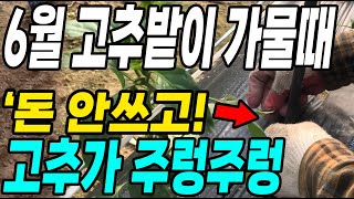 6월 고추밭이 가물때 돈 안쓰고 이것만 하면 고추가 주렁주렁! 다수확 대박!