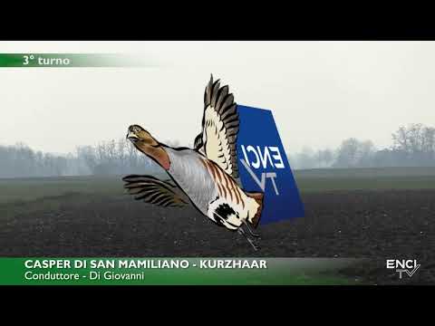 DERBY RAZZE CONTINENTALI 2023 LA TOLLARA CONTINENTALI ESTERI BATT1